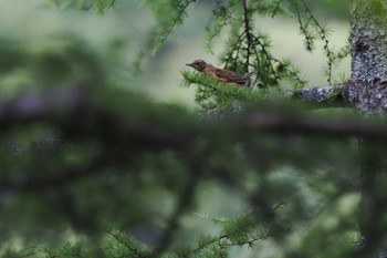 アカハラ 大峠(山梨県) 2023年7月24日(月)