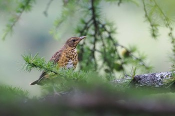 2023年7月24日(月) 大峠(山梨県)の野鳥観察記録