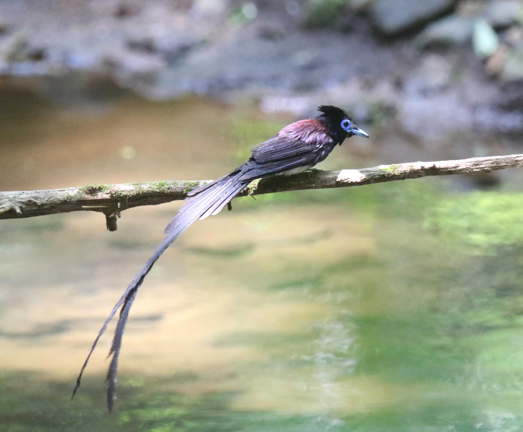 Photo of Black Paradise Flycatcher at  by 西表山猫