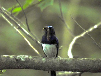 Blue-and-white Flycatcher 赤城山 Mon, 7/24/2023