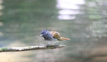 Black Paradise Flycatcher Unknown Spots Sun, 7/23/2023