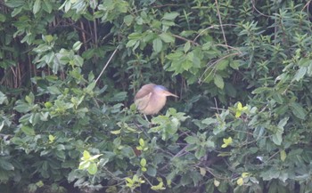 Yellow Bittern 長野県 Sun, 6/18/2023