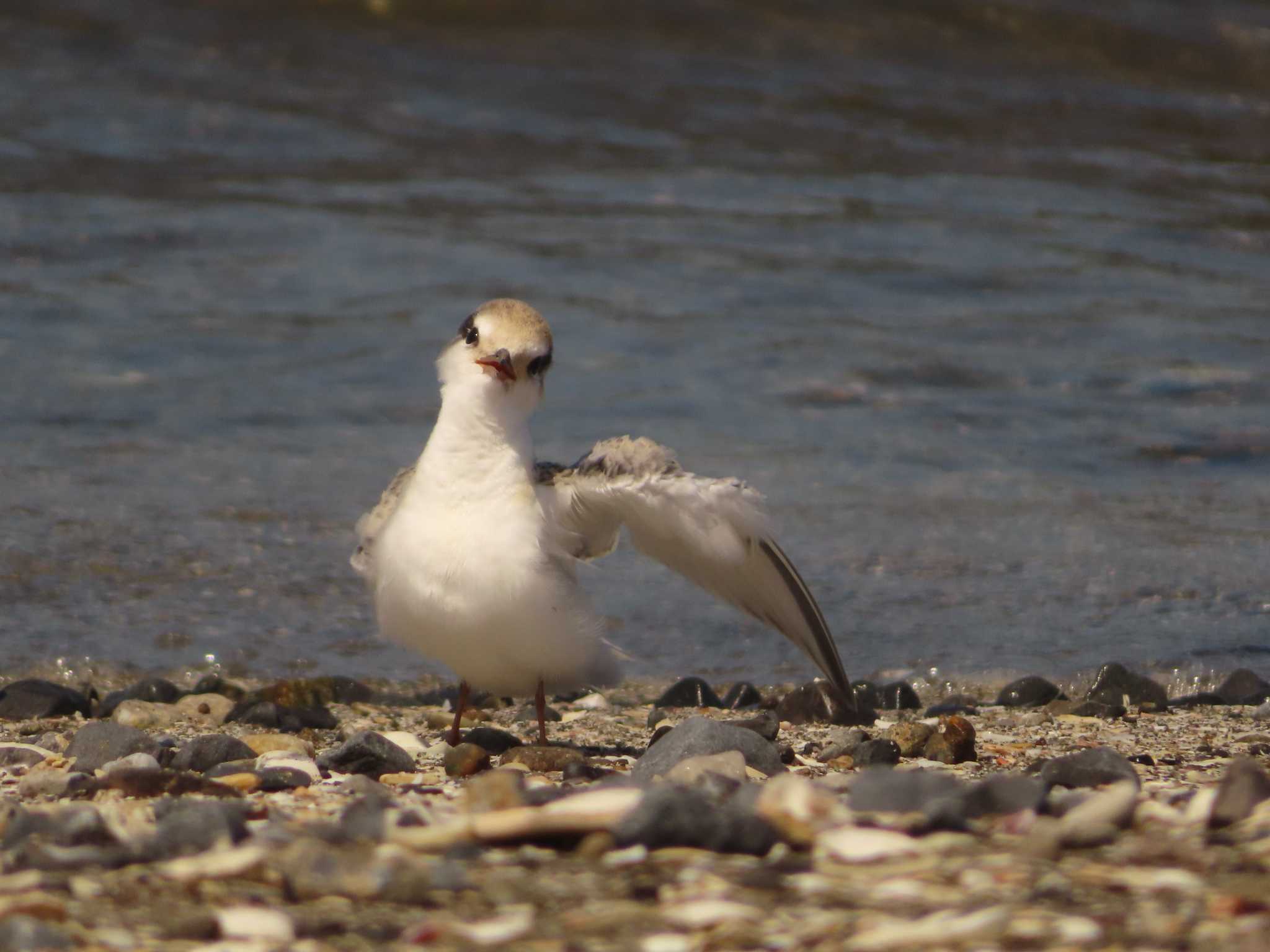 Little Tern