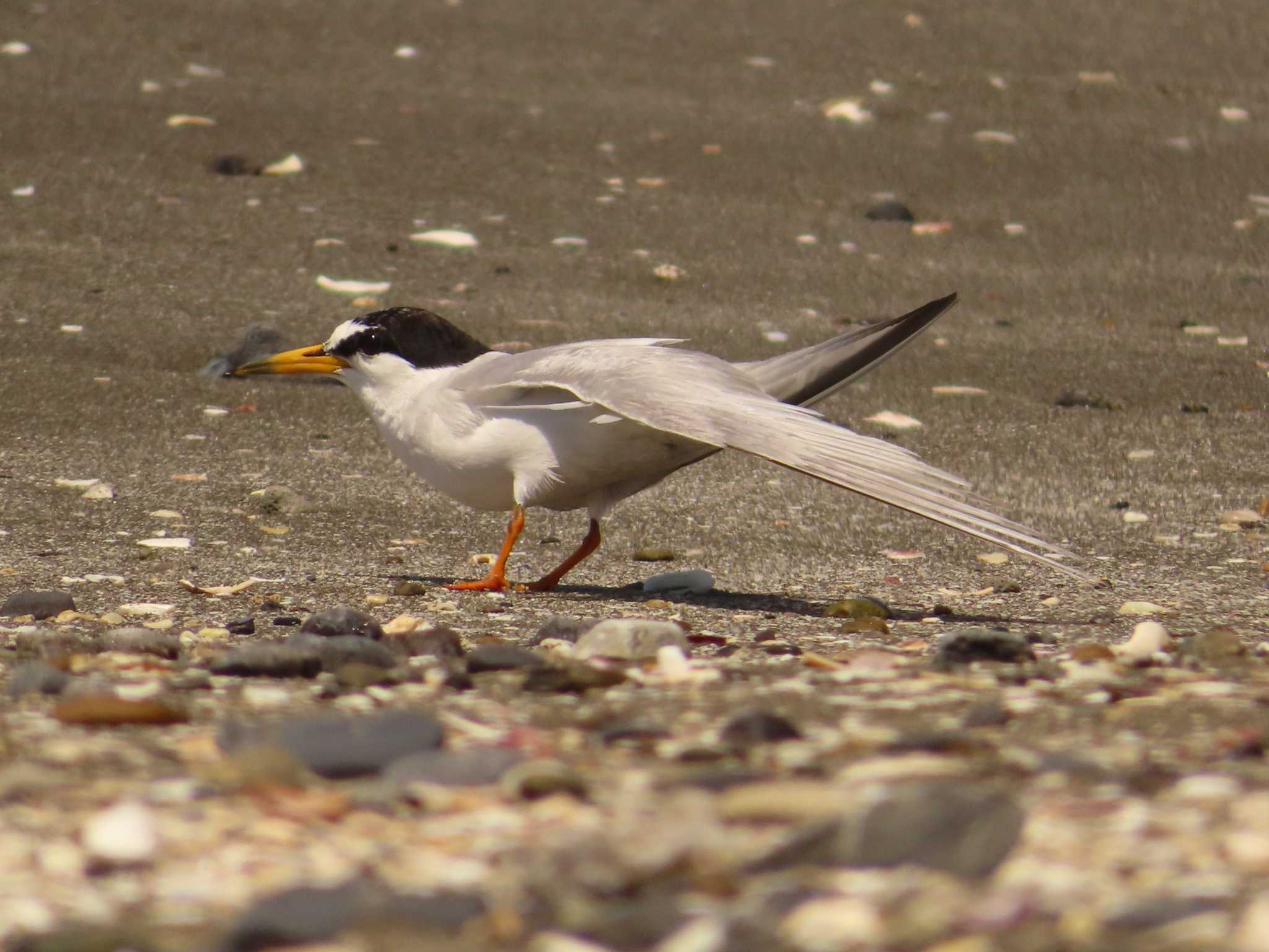 Little Tern