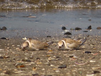 2023年7月23日(日) 検見川浜コアジサシ保護区の野鳥観察記録