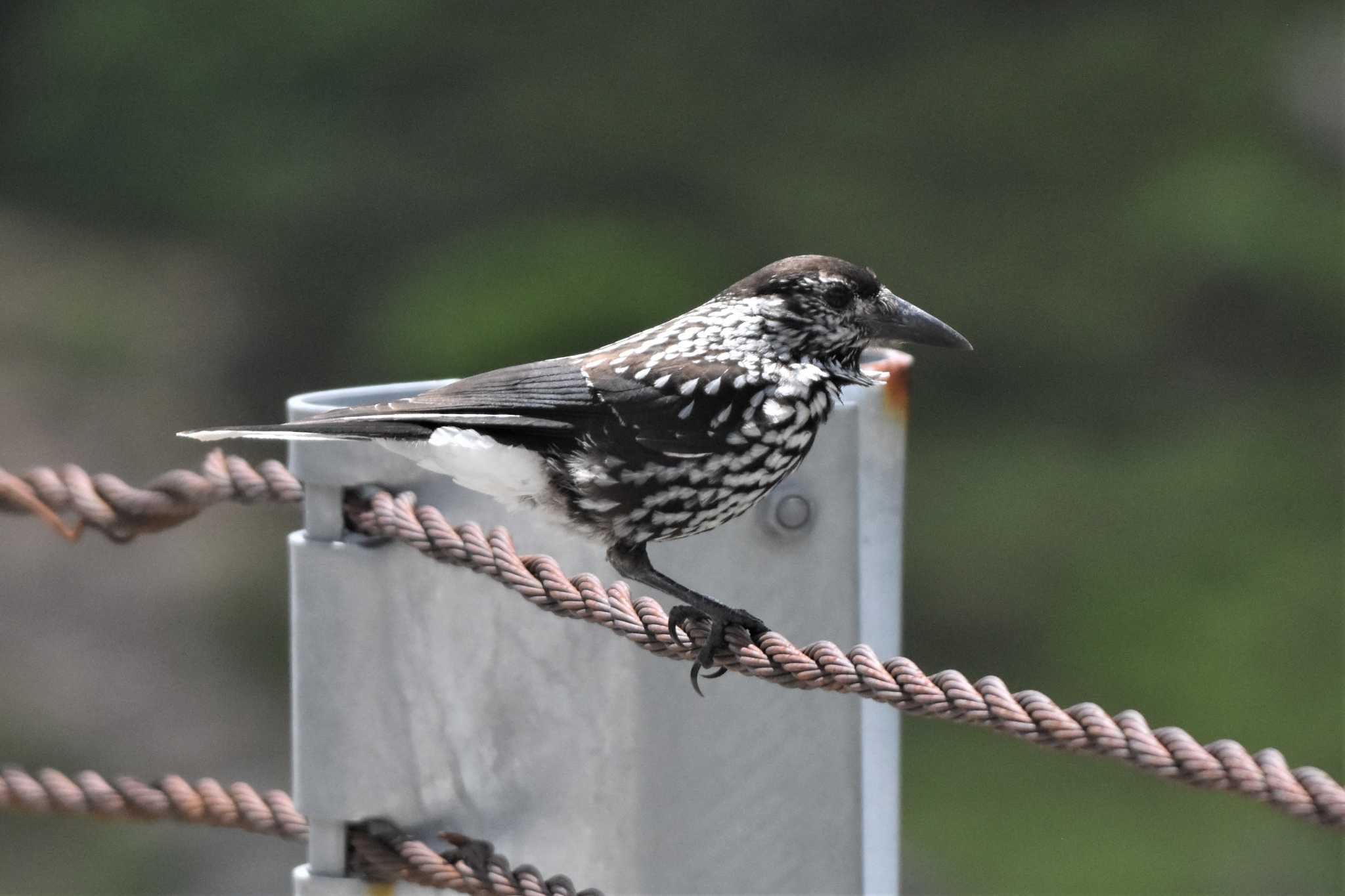 Spotted Nutcracker