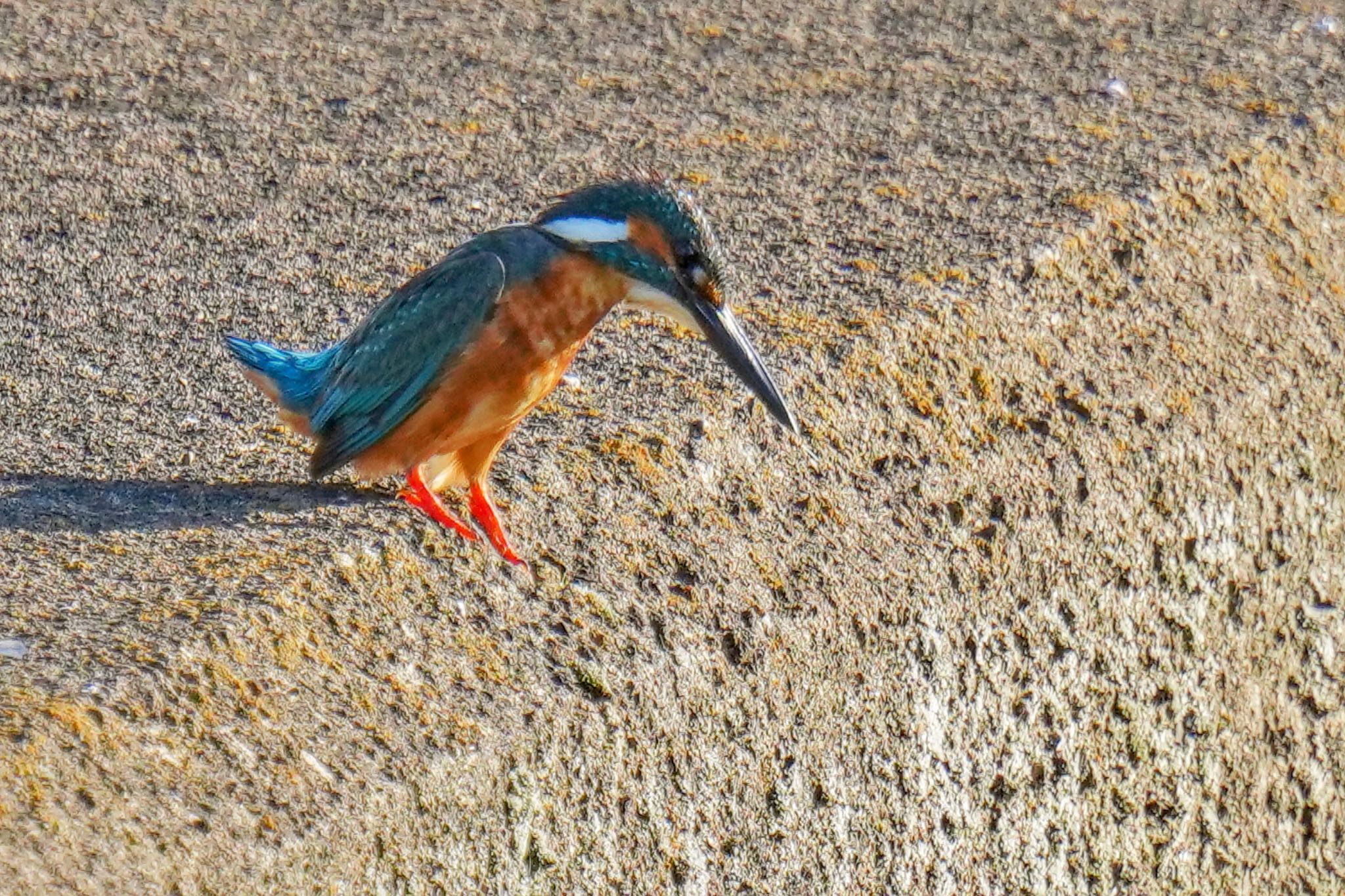 Common Kingfisher