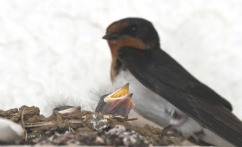 Barn Swallow 横浜市青葉区 Sun, 7/23/2023