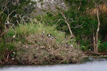 Australian Pied Cormorant