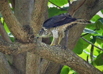 Japanese Sparrowhawk 沖縄南部 Thu, 7/20/2023