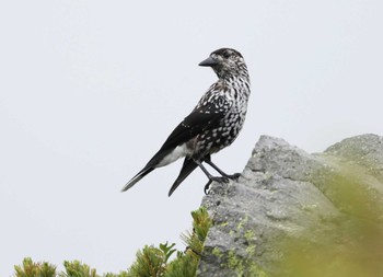 2023年7月23日(日) 乗鞍岳の野鳥観察記録