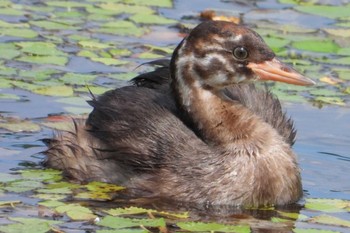 Little Grebe 岡山城お堀 Mon, 7/24/2023