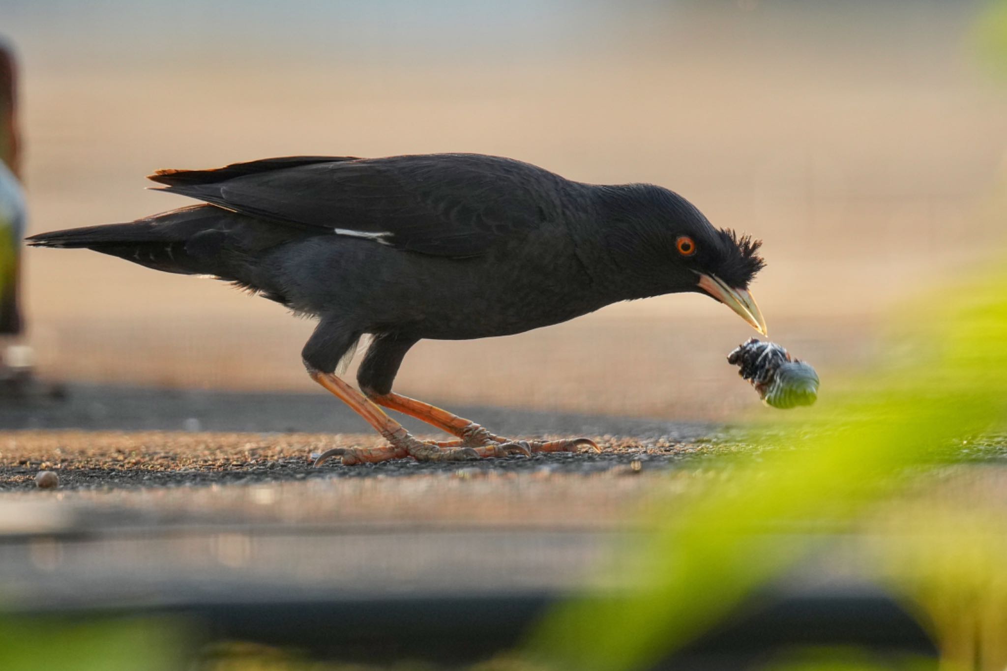 Crested Myna