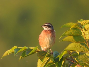 Meadow Bunting 浅川 Tue, 7/25/2023