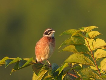 Meadow Bunting 浅川 Tue, 7/25/2023