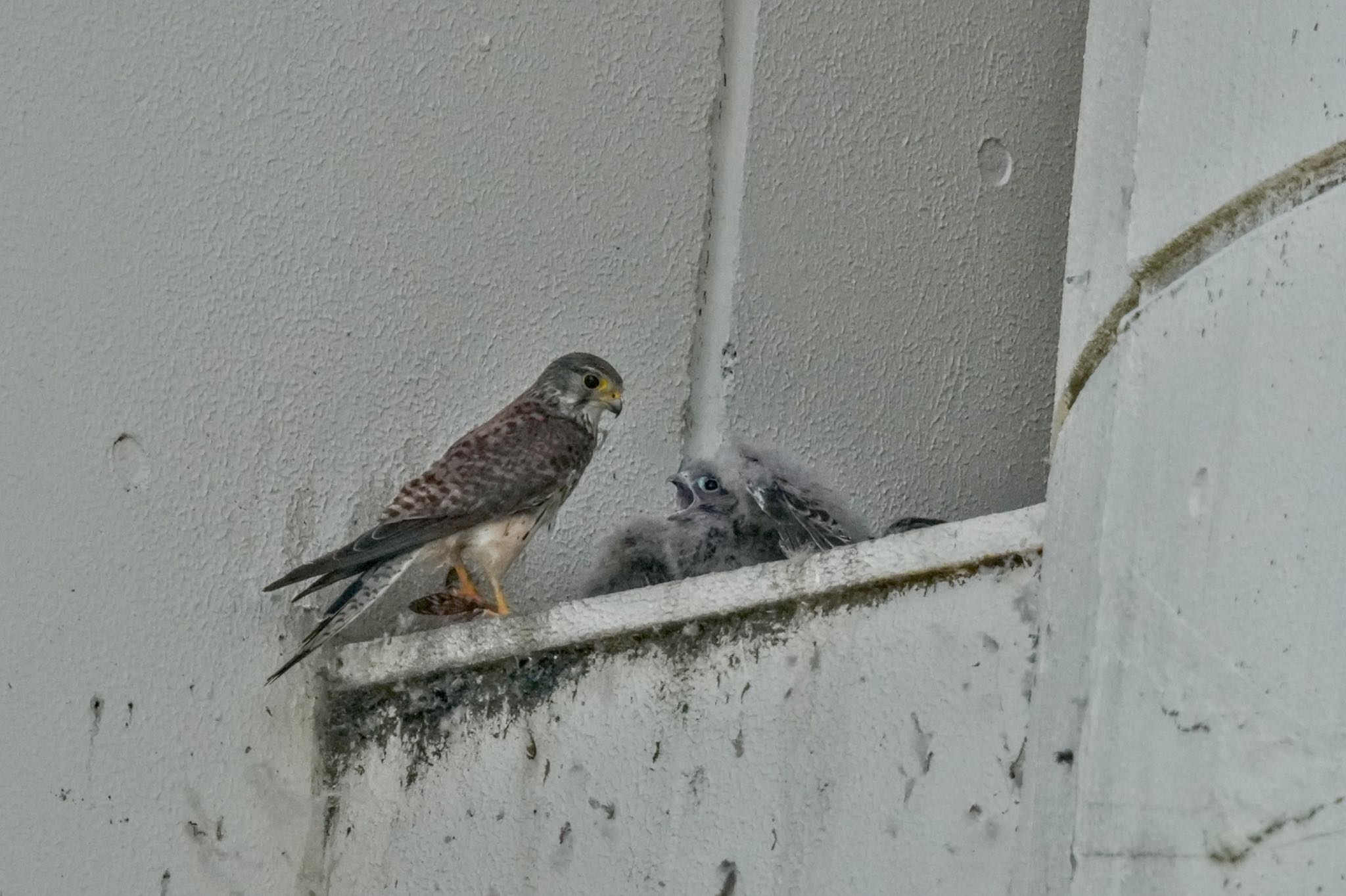 Common Kestrel