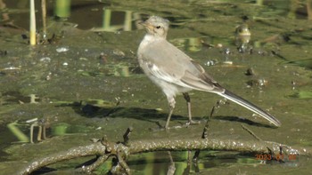 Wagtail Kasai Rinkai Park Sun, 7/2/2023