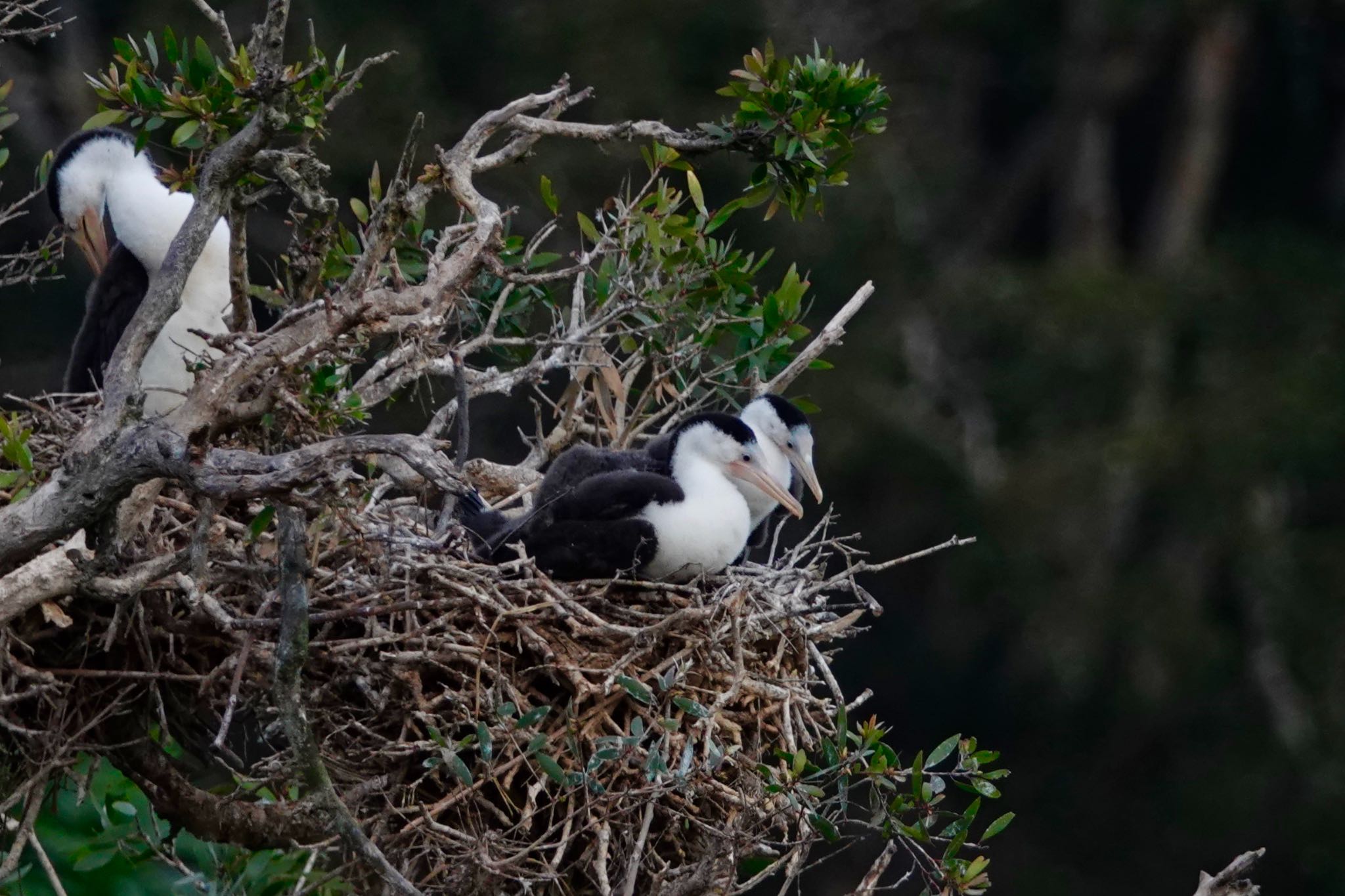 Australian Pied Cormorant