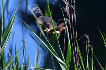 2023年7月25日(火) 長浜公園の野鳥観察記録