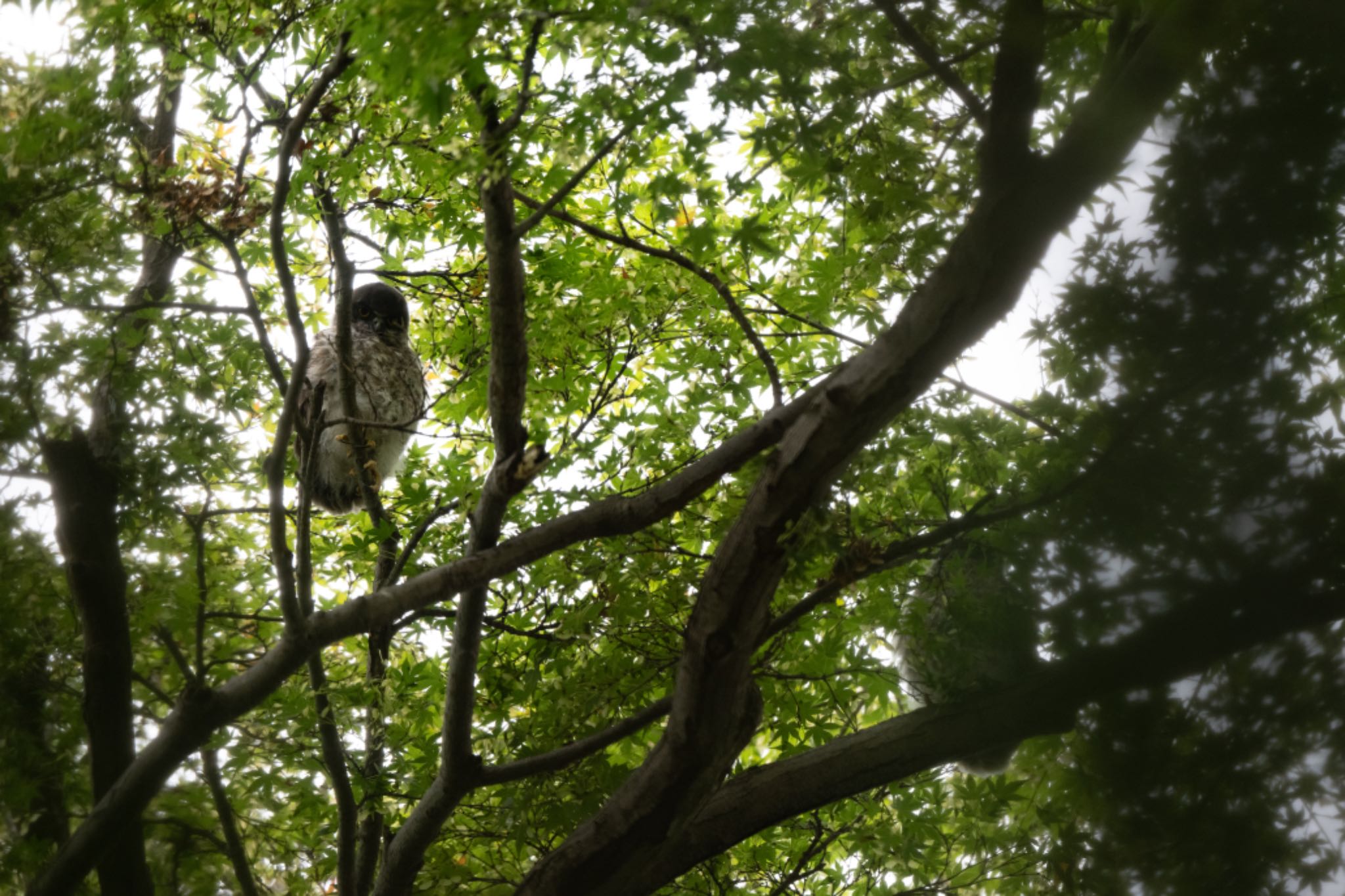 八王子 アオバズクの写真 by アカウント5644