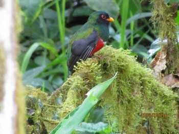 Masked Trogon エクアドル　ミンド Fri, 2/8/2013