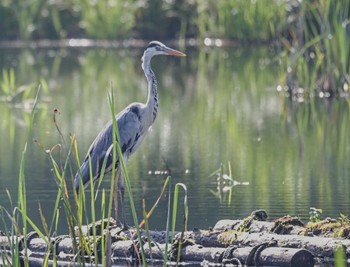 2023年7月22日(土) 長野県木祖郡の野鳥観察記録