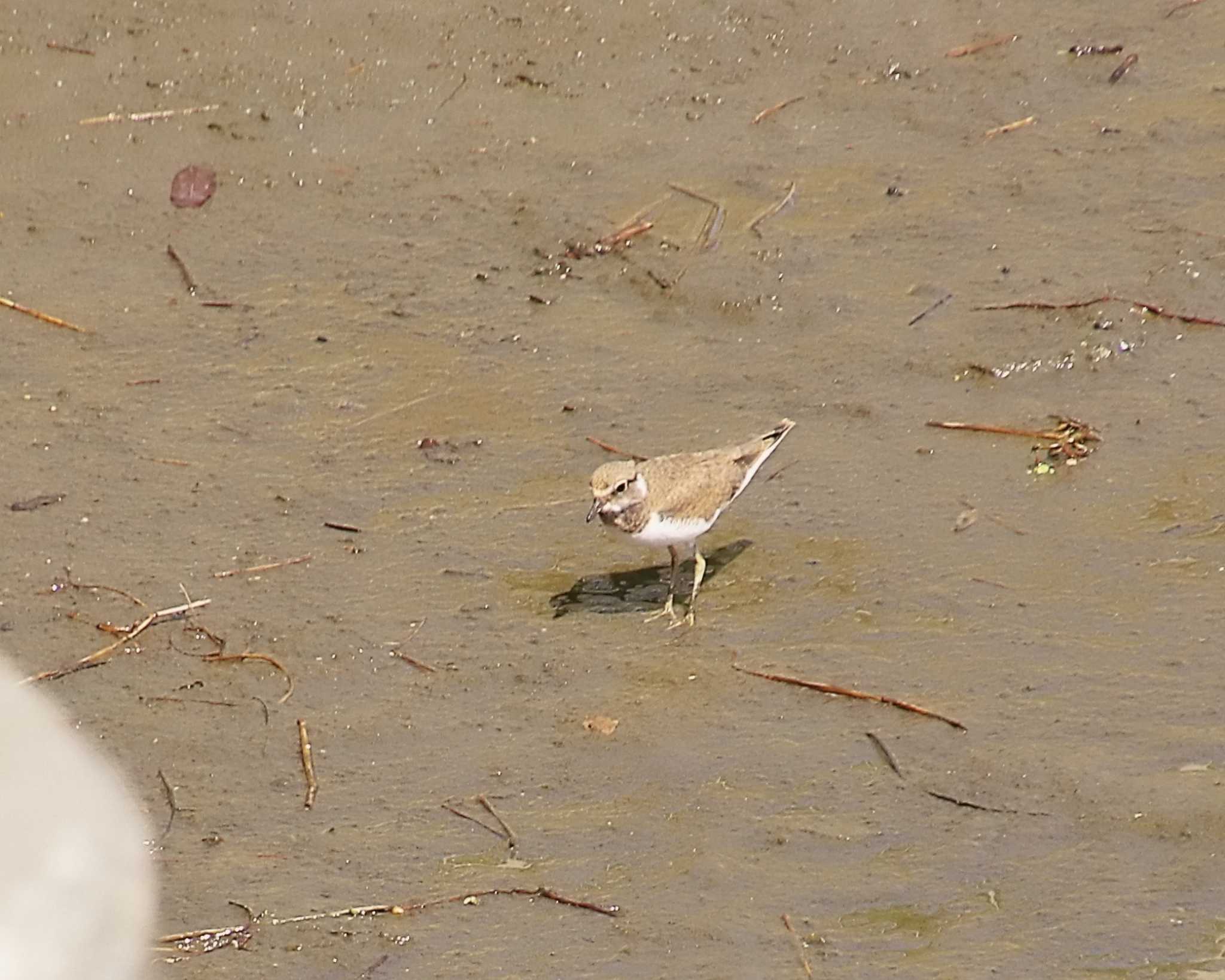 Photo of Little Ringed Plover at 大和川下流 by Ken Mimura