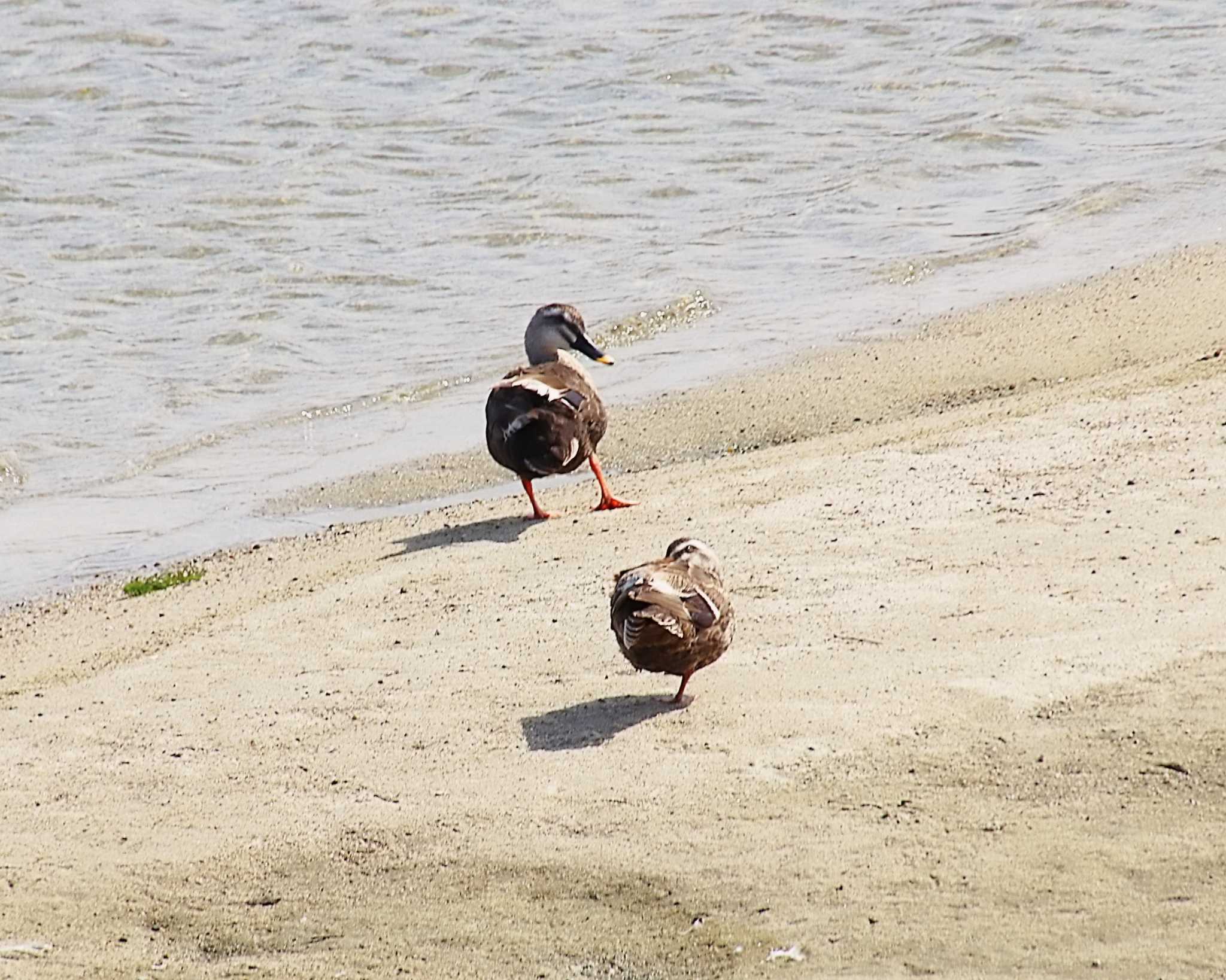 Photo of Eastern Spot-billed Duck at 大和川下流 by Ken Mimura