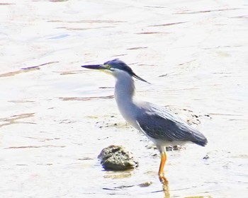 Tue, 7/25/2023 Birding report at 大和川下流