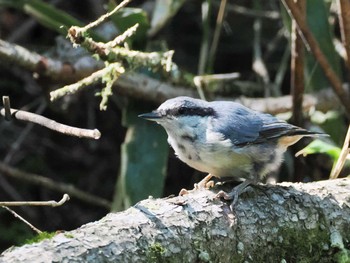 Eurasian Nuthatch Yanagisawa Pass Tue, 7/25/2023