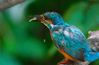 2023年7月25日(火) 茶臼山の野鳥観察記録