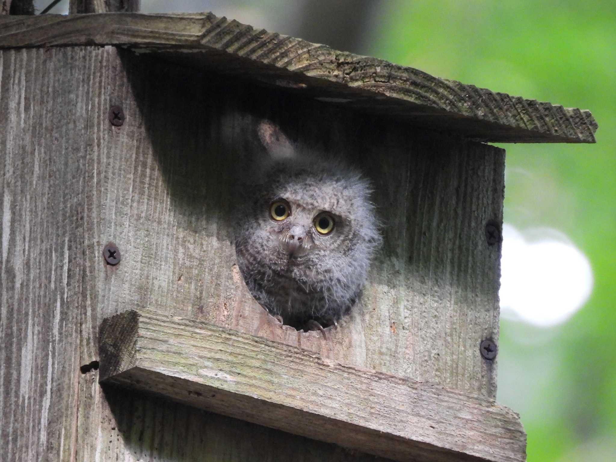 Photo of Oriental Scops Owl at 八東ふる里の森 by みやさん