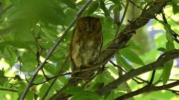 Oriental Scops Owl 八東ふる里の森 Sun, 7/23/2023