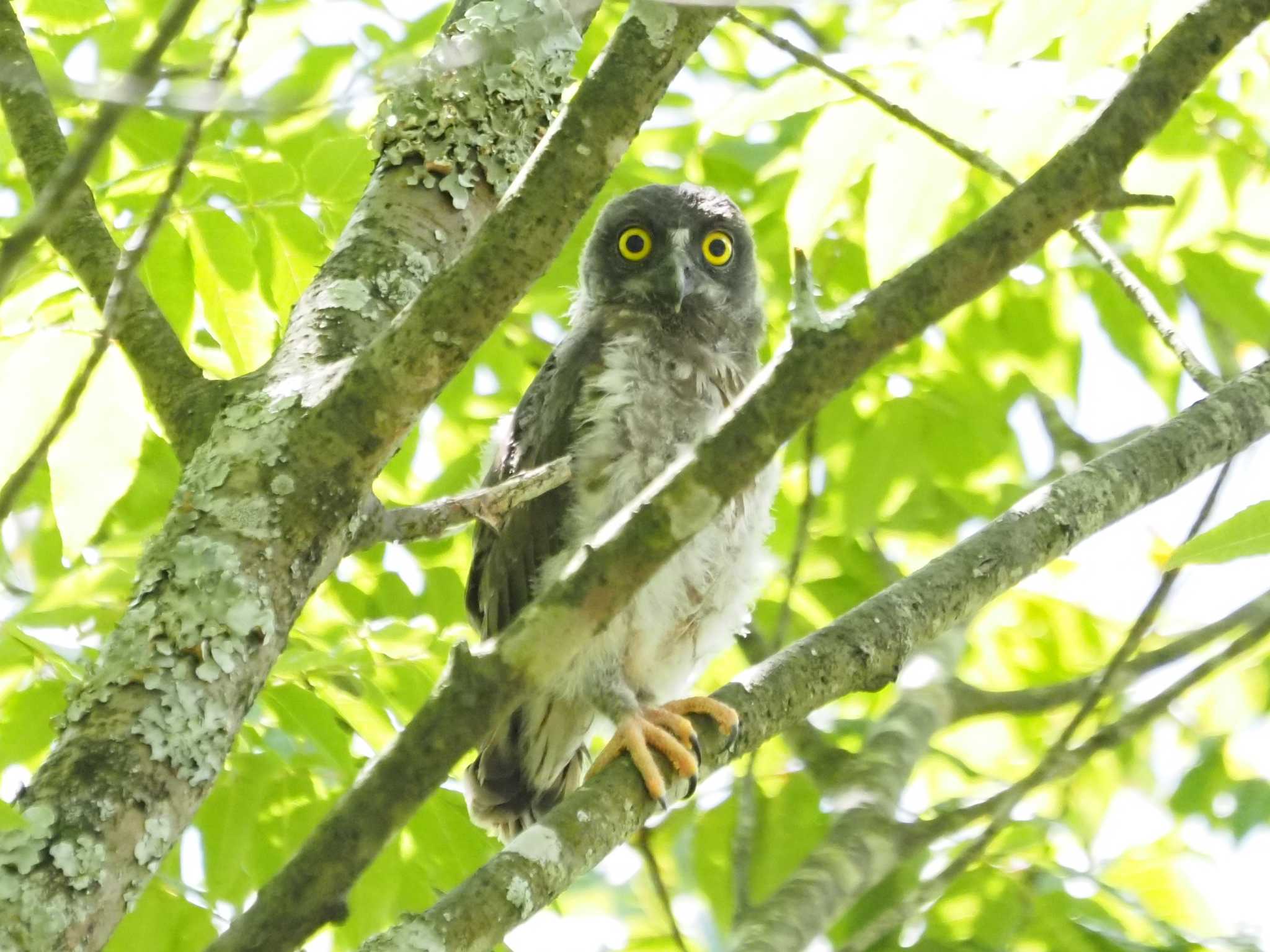 野間の大ケヤキ アオバズクの写真 by マル