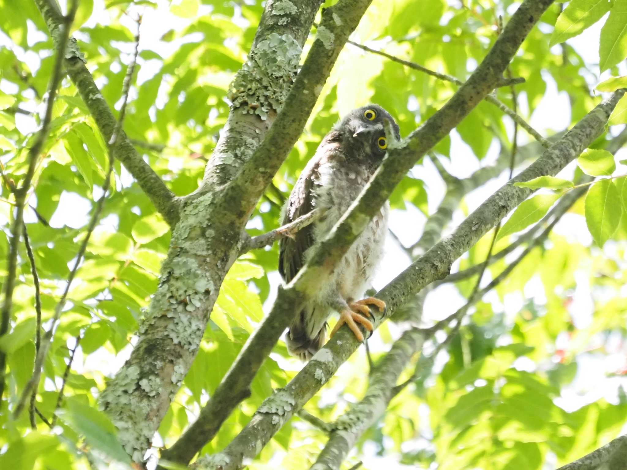 野間の大ケヤキ アオバズクの写真 by マル