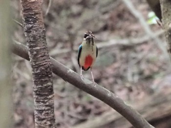 ヤイロチョウ 兵庫県 2023年7月24日(月)