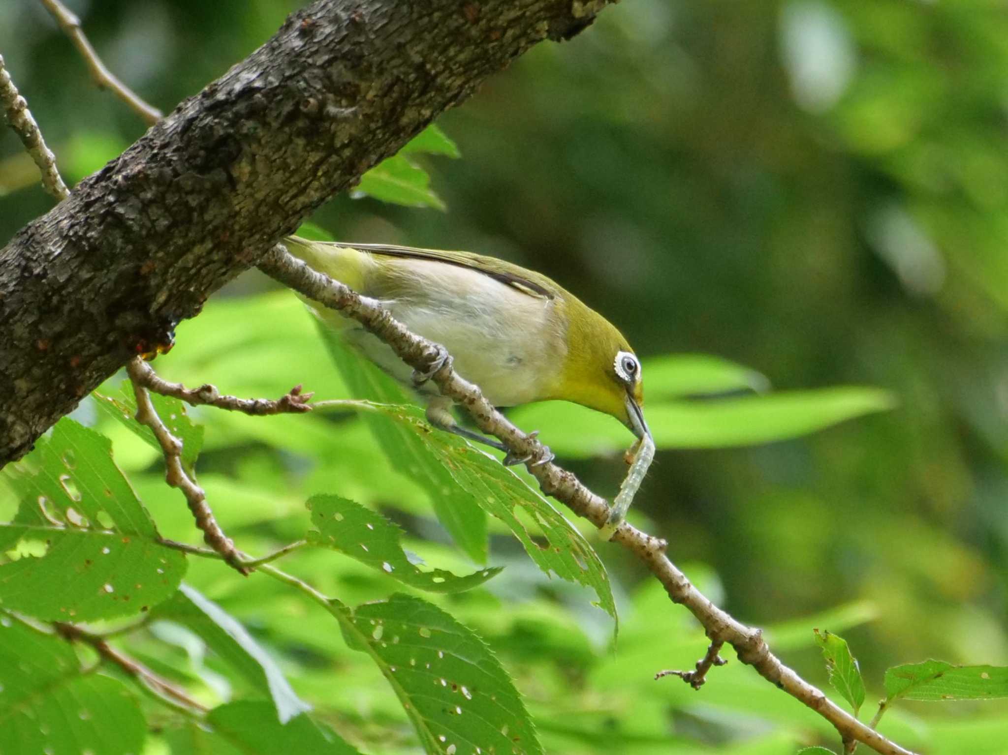 （続き）　枝から虫をひっぺがし・・ by little birds