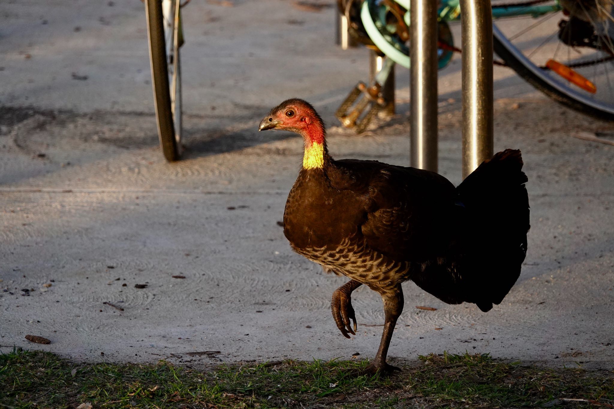 Photo of Australian Brushturkey at シドニー by のどか