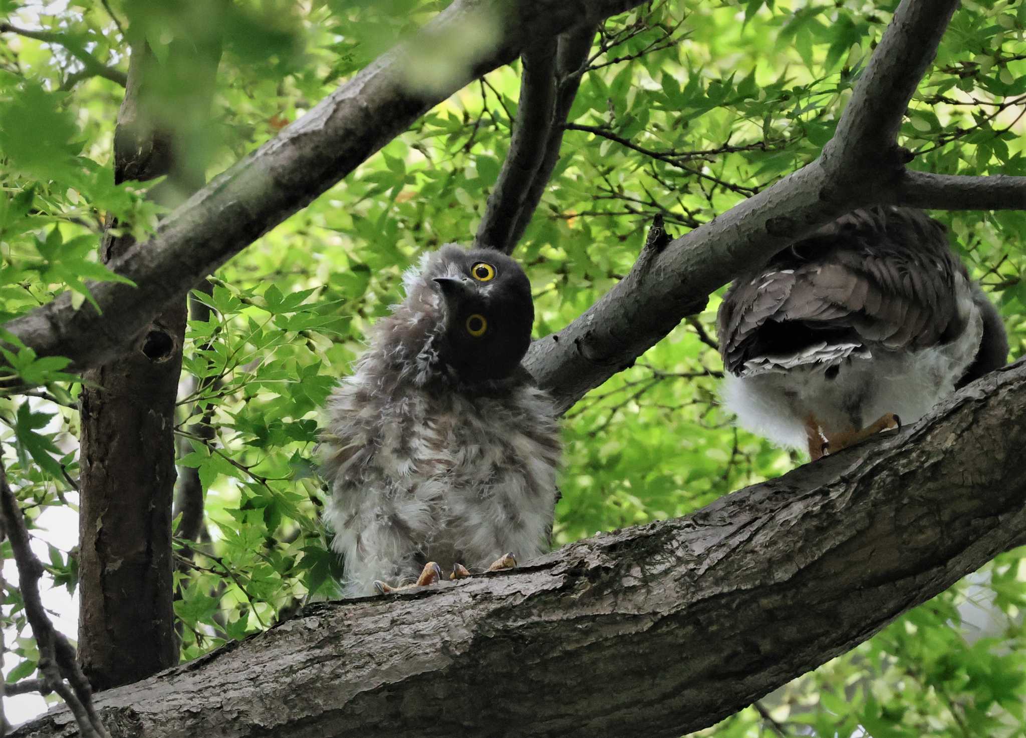 御霊神社 アオバズクの写真