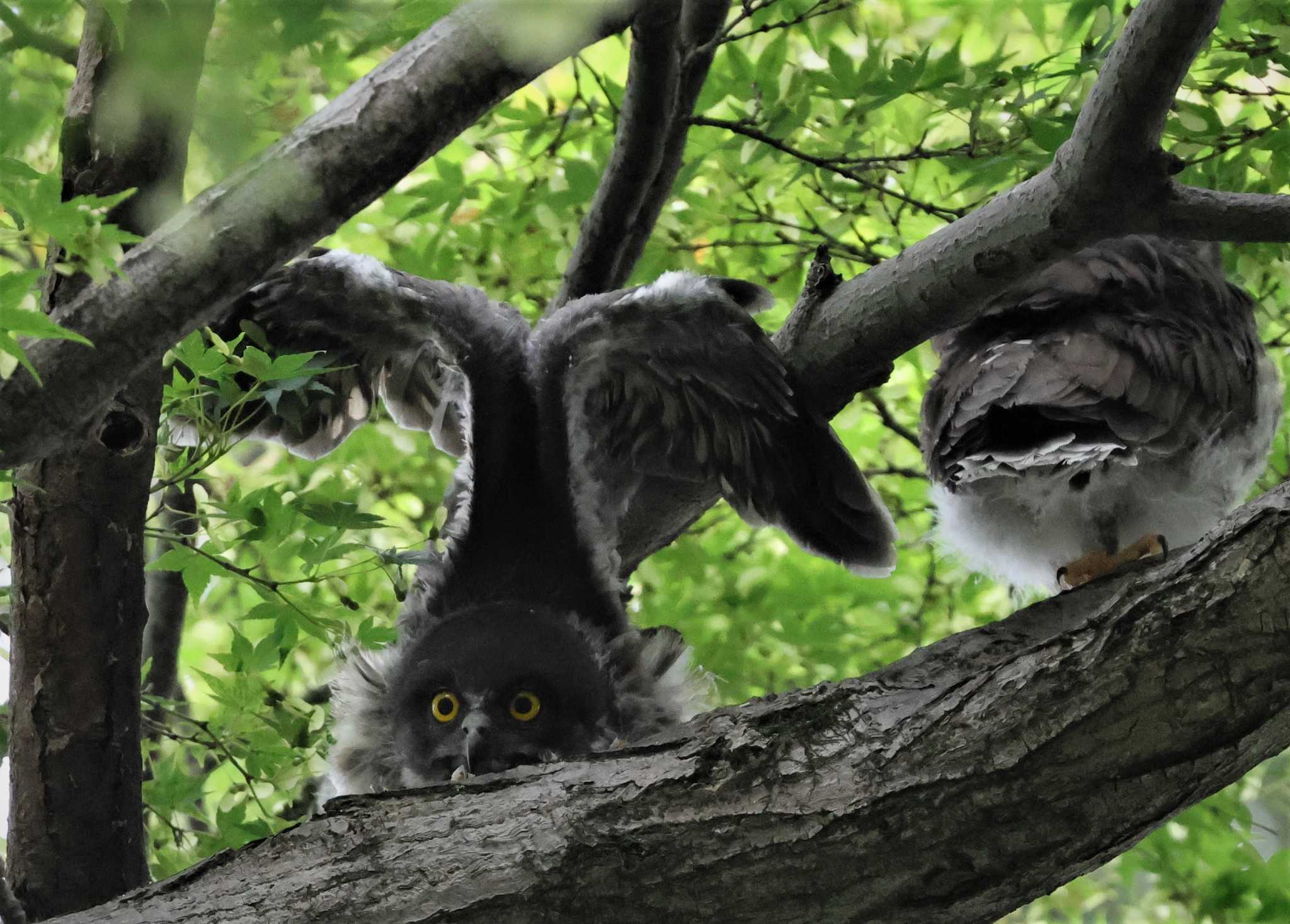 御霊神社 アオバズクの写真