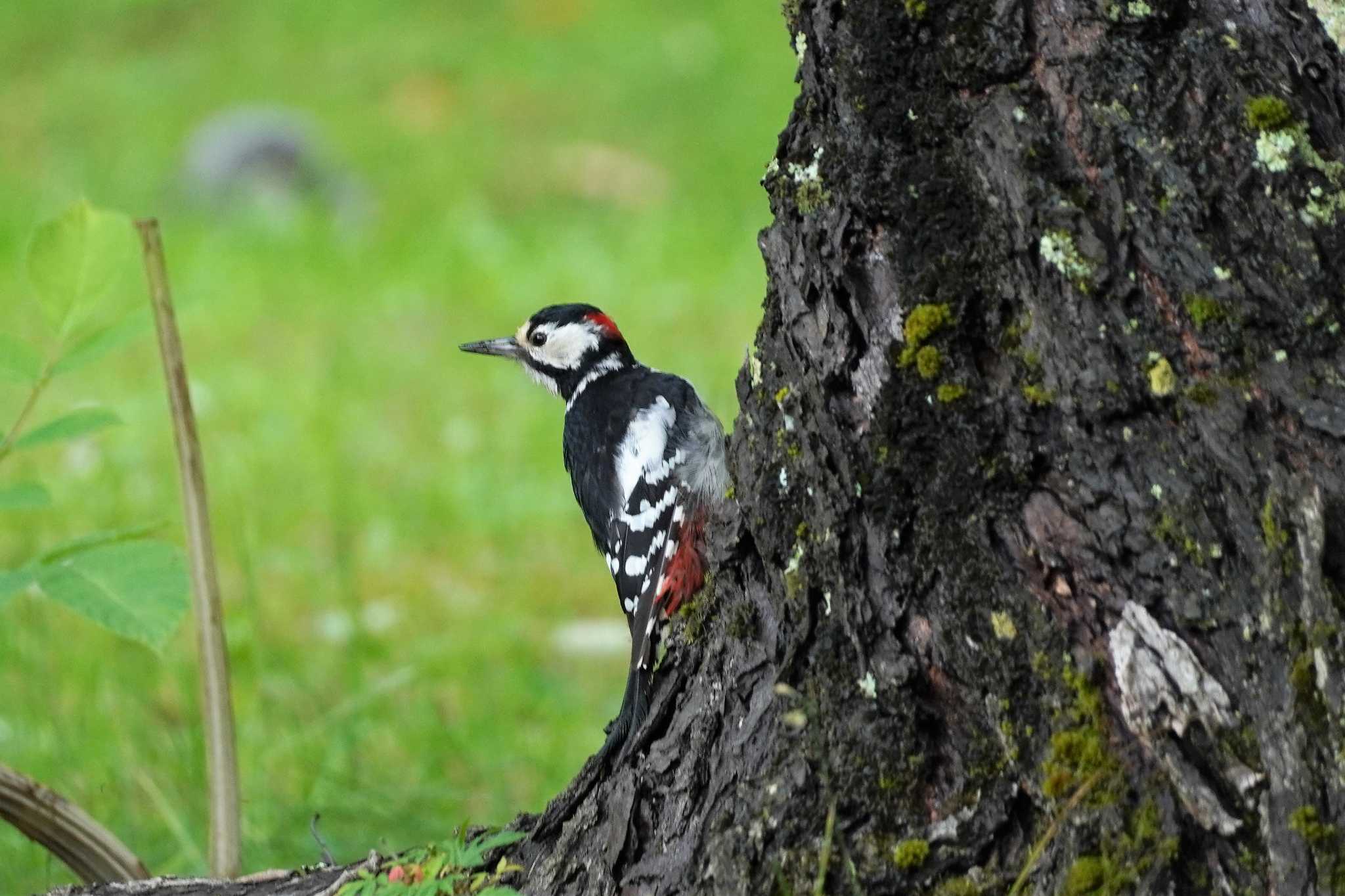 Great Spotted Woodpecker