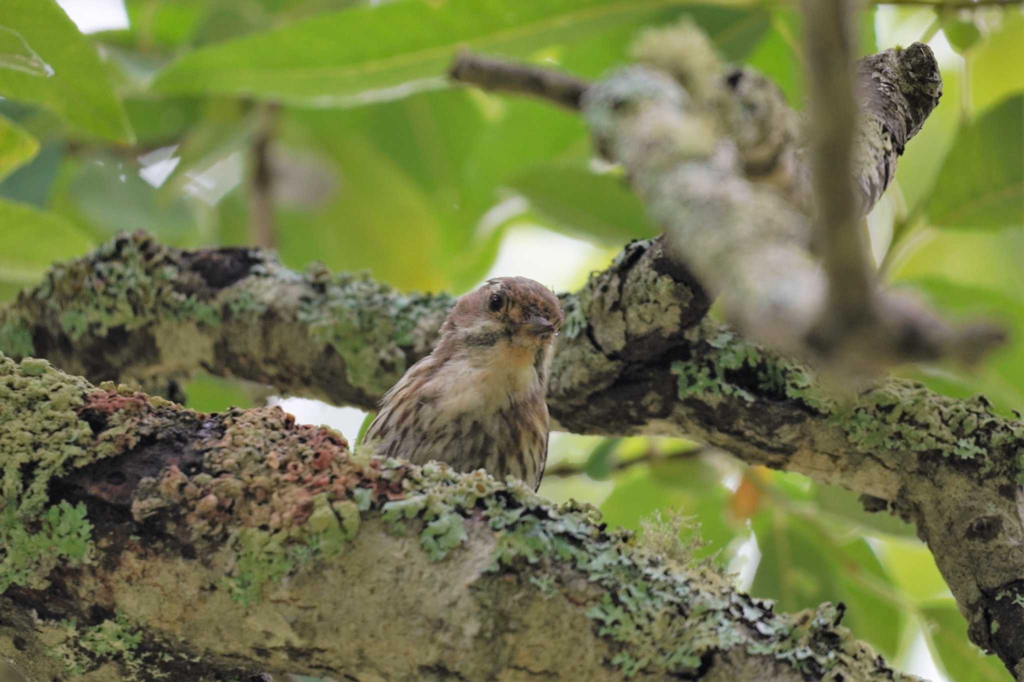 Japanese Pygmy Woodpecker(seebohmi)