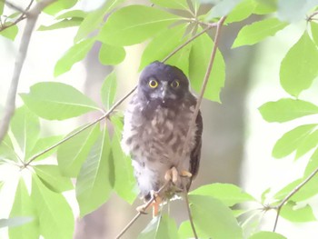 2023年7月25日(火) 京都御苑の野鳥観察記録