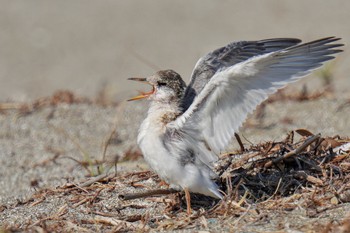 2023年7月17日(月) 検見川浜コアジサシ保護区の野鳥観察記録