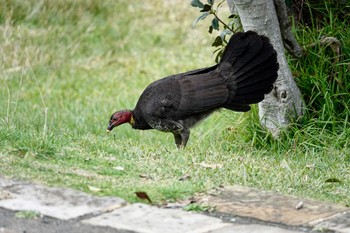 Australian Brushturkey シドニー Mon, 7/2/2018