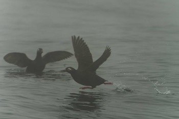 Spectacled Guillemot 落石ネイチャークルーズ Fri, 6/16/2023