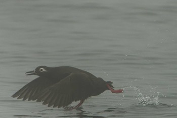 Spectacled Guillemot 落石ネイチャークルーズ Fri, 6/16/2023