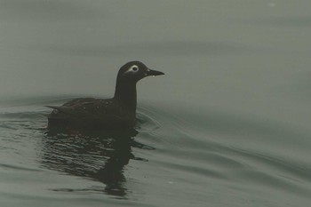 Spectacled Guillemot 落石ネイチャークルーズ Fri, 6/16/2023