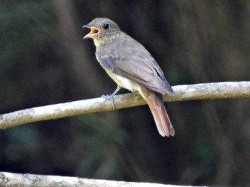 Blue-and-white Flycatcher 日本ラインうぬまの森 Tue, 7/25/2023