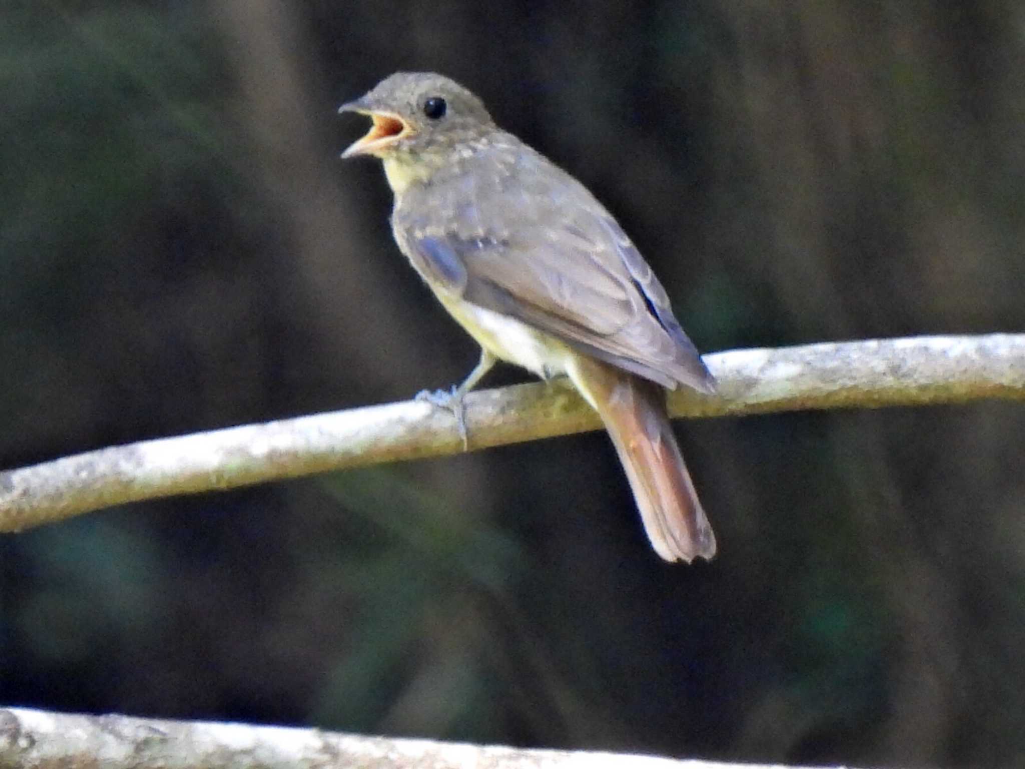 Photo of Blue-and-white Flycatcher at 日本ラインうぬまの森 by 寅次郎